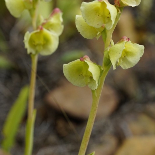 Pterogonium catholicum